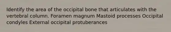 Identify the area of the occipital bone that articulates with the vertebral column. Foramen magnum Mastoid processes Occipital condyles External occipital protuberances