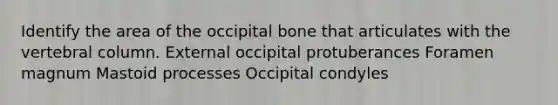 Identify the area of the occipital bone that articulates with the vertebral column. External occipital protuberances Foramen magnum Mastoid processes Occipital condyles