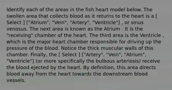 Identify each of the areas in the fish heart model below. The swollen area that collects blood as it returns to the heart is a [ Select ] ["Atrium", "Vein", "Artery", "Ventricle"] , or sinus venosus. The next area is known as the Atrium . It is the "receiving" chamber of the heart. The third area is the Ventricle , which is the major heart chamber responsible for driving up the pressure of the blood. Notice the thick muscular walls of this chamber. Finally, the [ Select ] ["Artery", "Vein", "Atrium", "Ventricle"] (or more specifically the bulbous arteriosis) receive the blood ejected by the heart. By definition, this area directs blood away from the heart towards the downstream blood vessels.