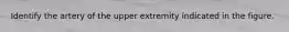Identify the artery of the upper extremity indicated in the figure.