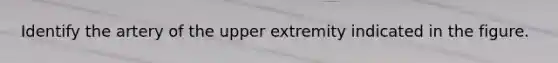 Identify the artery of the upper extremity indicated in the figure.