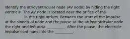 Identify the atrioventricular node (AV node) by hiding the right ventricle. The AV node is located near the orifice of the __________ in the right atrium. Between the start of the impulse at the sinoatrial node and the pause at the atrioventricular node the right and left atria __________. After the pause, the electricle impulse continues into the __________.