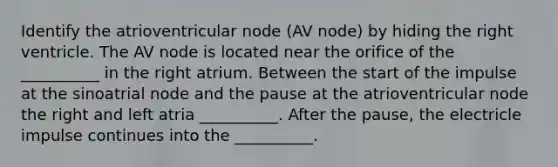 Identify the atrioventricular node (AV node) by hiding the right ventricle. The AV node is located near the orifice of the __________ in the right atrium. Between the start of the impulse at the sinoatrial node and the pause at the atrioventricular node the right and left atria __________. After the pause, the electricle impulse continues into the __________.