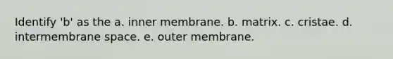 Identify 'b' as the a. inner membrane. b. matrix. c. cristae. d. intermembrane space. e. outer membrane.