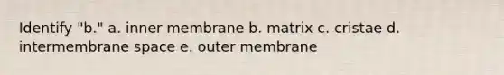 Identify "b." a. inner membrane b. matrix c. cristae d. intermembrane space e. outer membrane