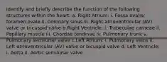 Identify and briefly describe the function of the following structures within the heart: a. Right Atrium: i. Fossa ovalis/ foramen ovale ii. Coronary sinus iii. Right atrioventricular (AV) valve or tricuspid valve b.Right Ventricle: i. Trabeculae carneae ii. Papillary muscle iii. Chordae tendinae iv. Pulmonary trunk v. Pulmonary semilunar valve c.Left Atrium: i. Pulmonary veins ii. Left atrioventricular (AV) valve or bicuspid valve d. Left Ventricle: i. Aorta ii. Aortic semilunar valve