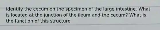 Identify the cecum on the specimen of the large intestine. What is located at the junction of the ileum and the cecum? What is the function of this structure