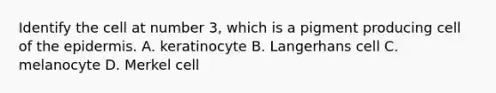 Identify the cell at number 3, which is a pigment producing cell of the epidermis. A. keratinocyte B. Langerhans cell C. melanocyte D. Merkel cell