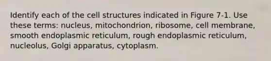 Identify each of the cell structures indicated in Figure 7-1. Use these terms: nucleus, mitochondrion, ribosome, cell membrane, smooth endoplasmic reticulum, rough endoplasmic reticulum, nucleolus, Golgi apparatus, cytoplasm.