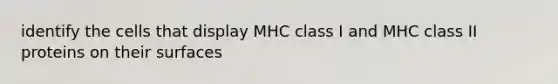 identify the cells that display MHC class I and MHC class II proteins on their surfaces