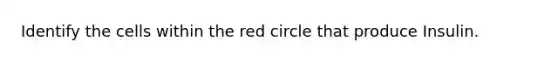 Identify the cells within the red circle that produce Insulin.