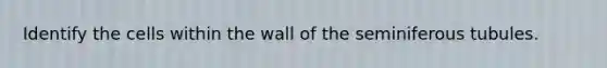 Identify the cells within the wall of the seminiferous tubules.
