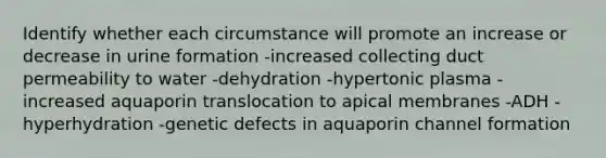 Identify whether each circumstance will promote an increase or decrease in urine formation -increased collecting duct permeability to water -dehydration -hypertonic plasma -increased aquaporin translocation to apical membranes -ADH -hyperhydration -genetic defects in aquaporin channel formation