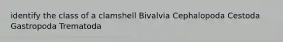 identify the class of a clamshell Bivalvia Cephalopoda Cestoda Gastropoda Trematoda