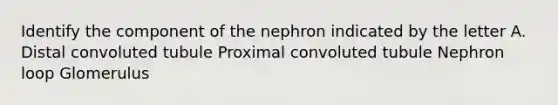 Identify the component of the nephron indicated by the letter A. Distal convoluted tubule Proximal convoluted tubule Nephron loop Glomerulus