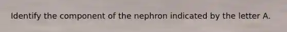 Identify the component of the nephron indicated by the letter A.