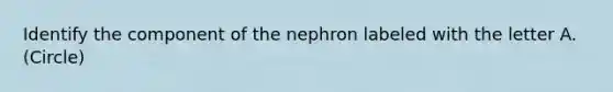 Identify the component of the nephron labeled with the letter A. (Circle)