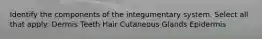 Identify the components of the integumentary system. Select all that apply: Dermis Teeth Hair Cutaneous Glands Epidermis