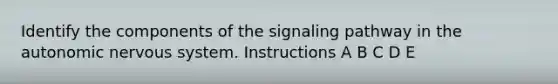 Identify the components of the signaling pathway in <a href='https://www.questionai.com/knowledge/kMqcwgxBsH-the-autonomic-nervous-system' class='anchor-knowledge'>the autonomic nervous system</a>. Instructions A B C D E