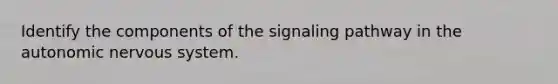 Identify the components of the signaling pathway in the autonomic nervous system.