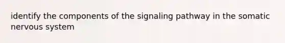 identify the components of the signaling pathway in the somatic nervous system