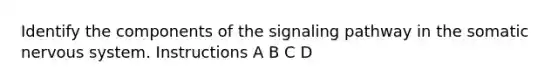 Identify the components of the signaling pathway in the somatic nervous system. Instructions A B C D