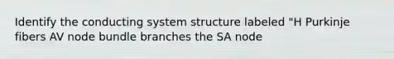 Identify the conducting system structure labeled "H Purkinje fibers AV node bundle branches the SA node