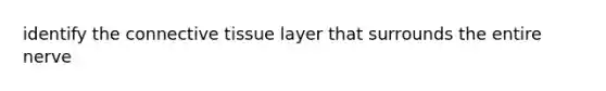 identify the <a href='https://www.questionai.com/knowledge/kYDr0DHyc8-connective-tissue' class='anchor-knowledge'>connective tissue</a> layer that surrounds the entire nerve