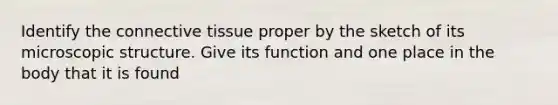 Identify the connective tissue proper by the sketch of its microscopic structure. Give its function and one place in the body that it is found