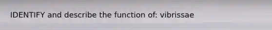 IDENTIFY and describe the function of: vibrissae