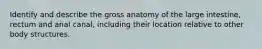 Identify and describe the gross anatomy of the large intestine, rectum and anal canal, including their location relative to other body structures.