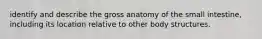 identify and describe the gross anatomy of the small intestine, including its location relative to other body structures.