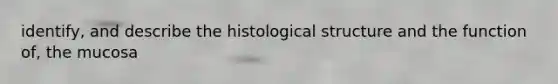 identify, and describe the histological structure and the function of, the mucosa