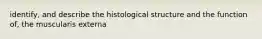 identify, and describe the histological structure and the function of, the muscularis externa