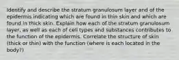 Identify and describe the stratum granulosum layer and of the epidermis indicating which are found in thin skin and which are found in thick skin. Explain how each of the stratum granulosum layer, as well as each of cell types and substances contributes to the function of the epidermis. Correlate the structure of skin (thick or thin) with the function (where is each located in the body?)