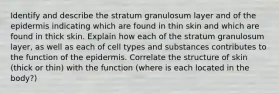 Identify and describe the stratum granulosum layer and of <a href='https://www.questionai.com/knowledge/kBFgQMpq6s-the-epidermis' class='anchor-knowledge'>the epidermis</a> indicating which are found in thin skin and which are found in thick skin. Explain how each of the stratum granulosum layer, as well as each of cell types and substances contributes to the function of the epidermis. Correlate the structure of skin (thick or thin) with the function (where is each located in the body?)