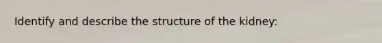 Identify and describe the structure of the kidney: