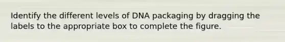 Identify the different levels of DNA packaging by dragging the labels to the appropriate box to complete the figure.