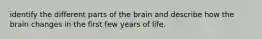 identify the different parts of the brain and describe how the brain changes in the first few years of life.