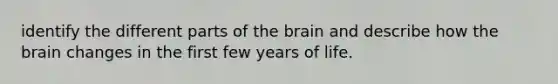 identify the different parts of the brain and describe how the brain changes in the first few years of life.