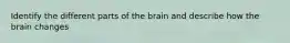 Identify the different parts of the brain and describe how the brain changes