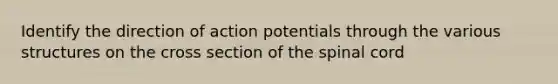 Identify the direction of action potentials through the various structures on the cross section of the spinal cord