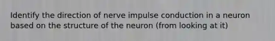 Identify the direction of nerve impulse conduction in a neuron based on the structure of the neuron (from looking at it)