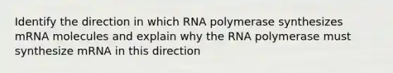 Identify the direction in which RNA polymerase synthesizes mRNA molecules and explain why the RNA polymerase must synthesize mRNA in this direction