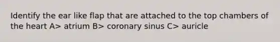 Identify the ear like flap that are attached to the top chambers of the heart A> atrium B> coronary sinus C> auricle