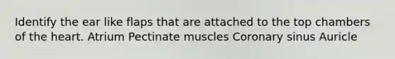 Identify the ear like flaps that are attached to the top chambers of the heart. Atrium Pectinate muscles Coronary sinus Auricle