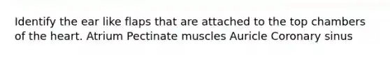 Identify the ear like flaps that are attached to the top chambers of <a href='https://www.questionai.com/knowledge/kya8ocqc6o-the-heart' class='anchor-knowledge'>the heart</a>. Atrium Pectinate muscles Auricle Coronary sinus