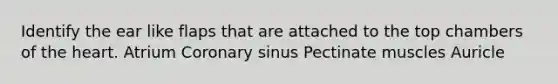 Identify the ear like flaps that are attached to the top chambers of the heart. Atrium Coronary sinus Pectinate muscles Auricle