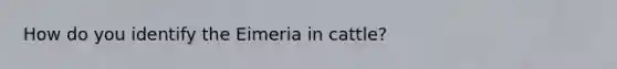 How do you identify the Eimeria in cattle?