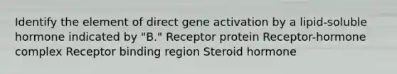 Identify the element of direct gene activation by a lipid-soluble hormone indicated by "B." Receptor protein Receptor-hormone complex Receptor binding region Steroid hormone